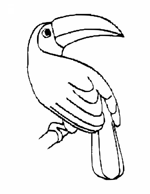 Desenho de Tucano em pé mostrando o bicão para imprimir e colorir