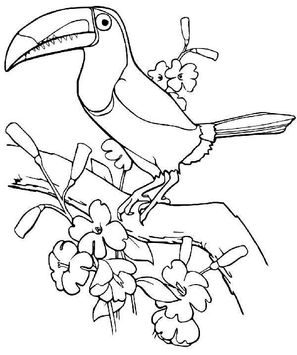 Desenho de Tucano em um galho cheio de flores para imprimir e colorir