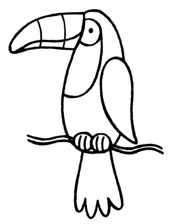 Desenho de Tucano empoleirado no galho para imprimir e colorir