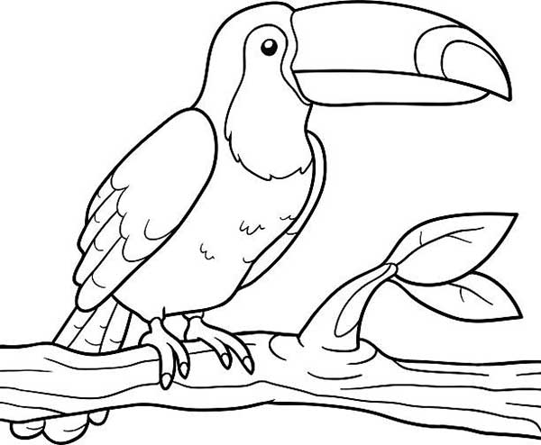 Desenho de Tucano entre folhas da mata para imprimir e colorir