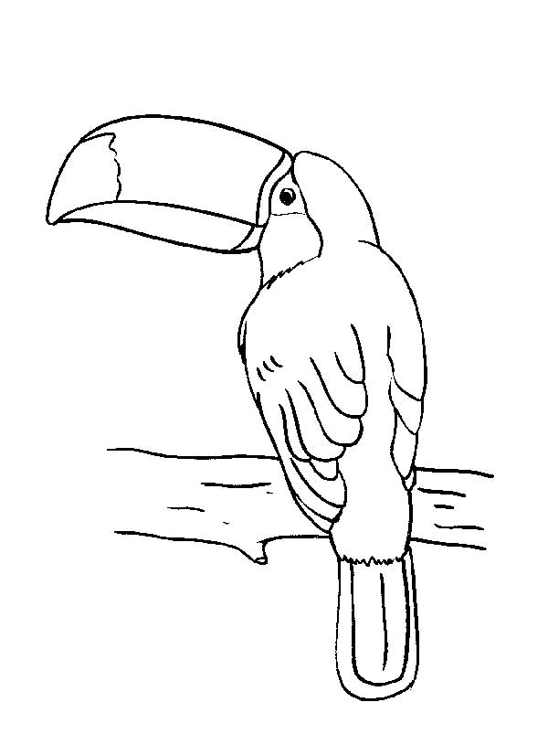Desenho de Tucano espiando de lado para imprimir e colorir