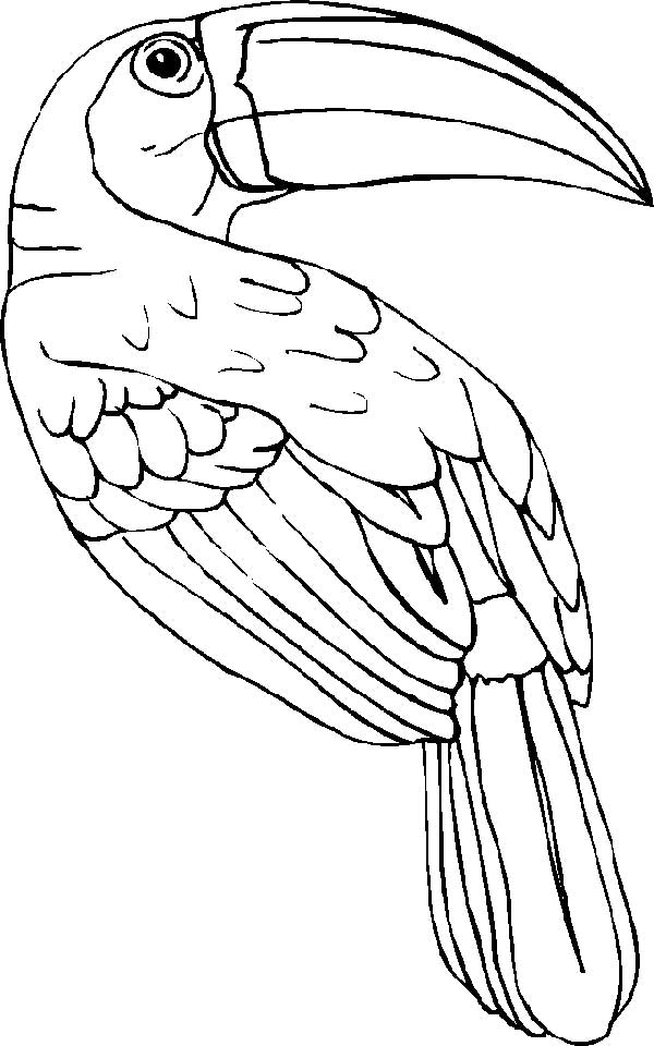 Desenho de Tucano grande de corpo inteiro para imprimir e colorir