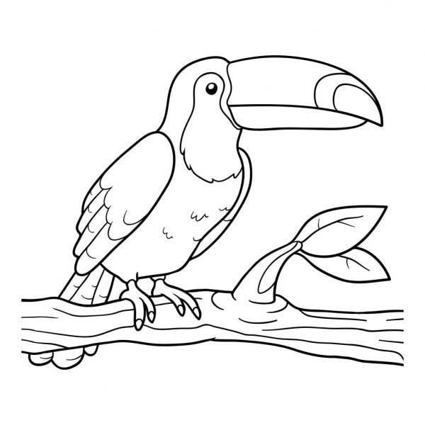 Desenho de Tucano no galho com folhinhas para imprimir e colorir