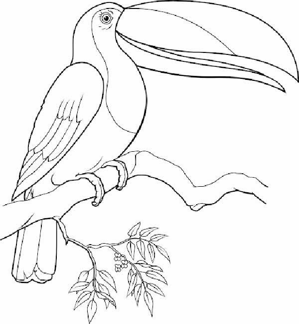 Desenho de Tucano observando a floresta do alto do galho para imprimir e colorir