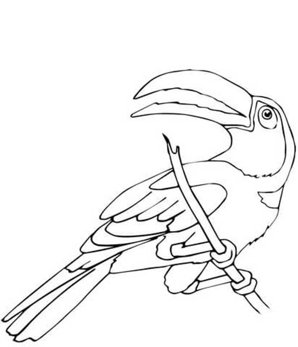 Desenho de Tucano pousado com a cauda longa para imprimir e colorir