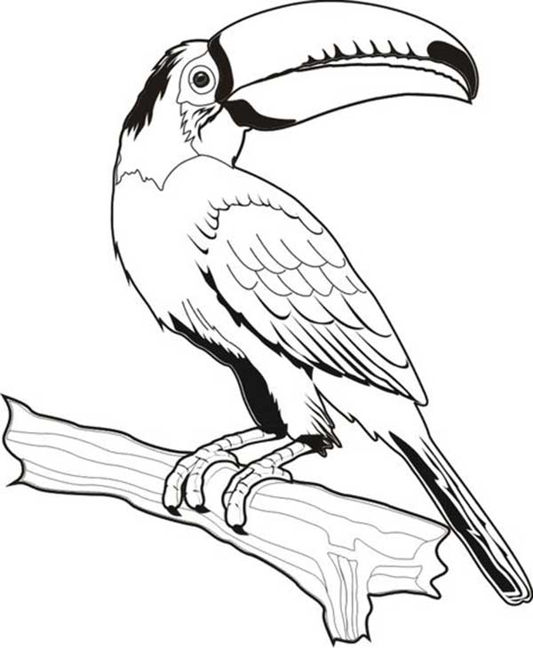 Desenho de Tucano pousado em um tronco para imprimir e colorir