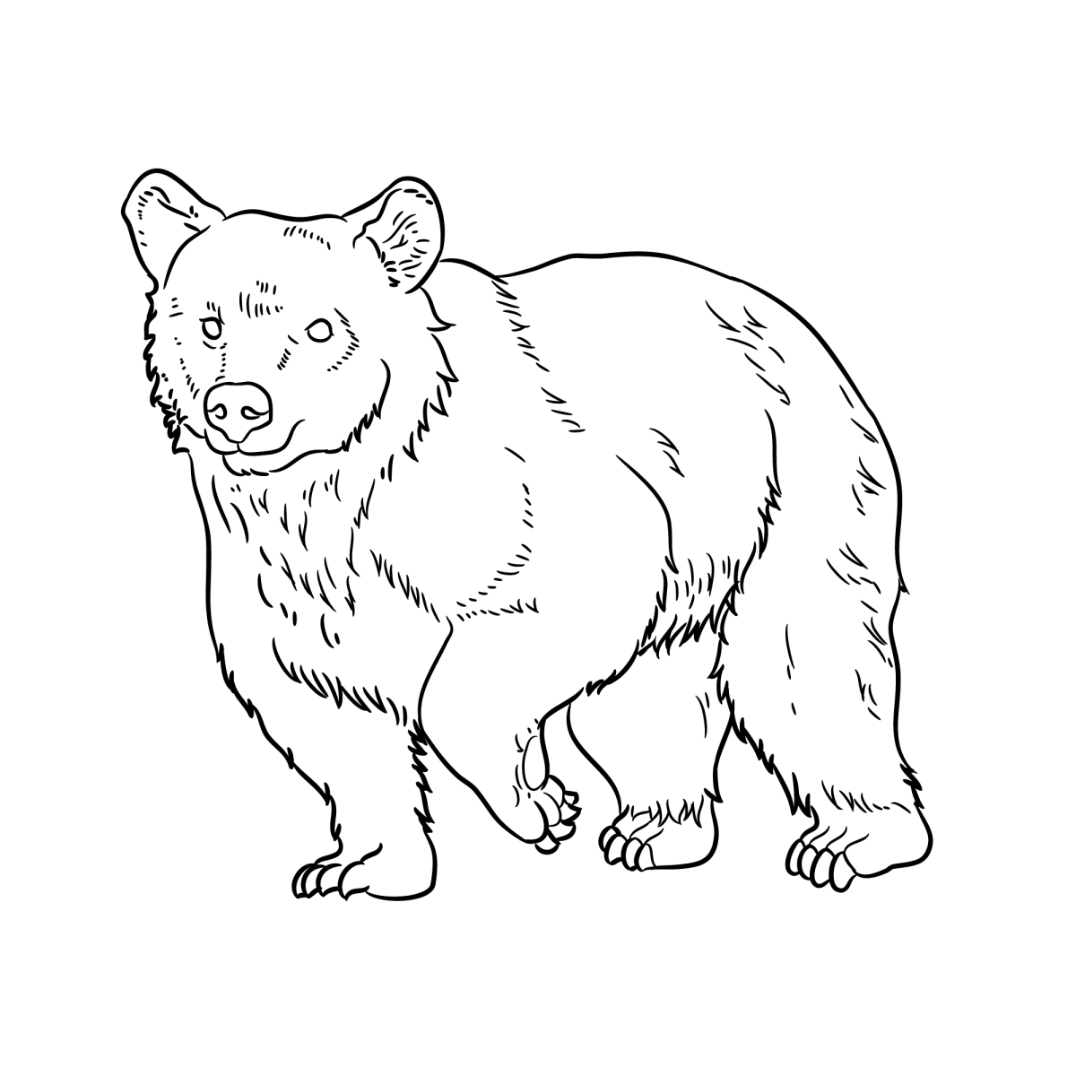 Urso na Floresta